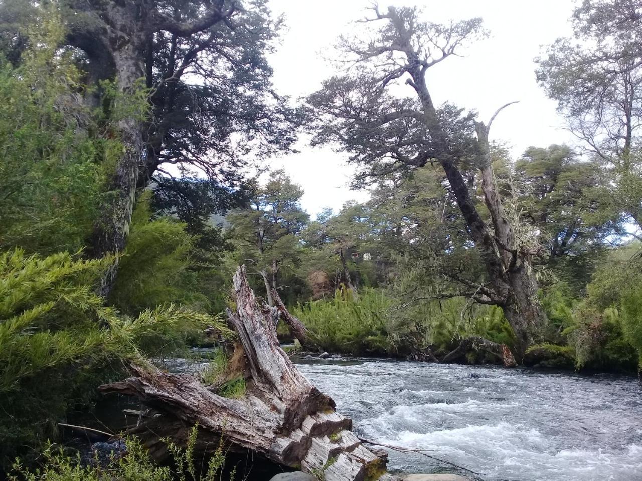 Ruca Pehuen Malalcahuello
